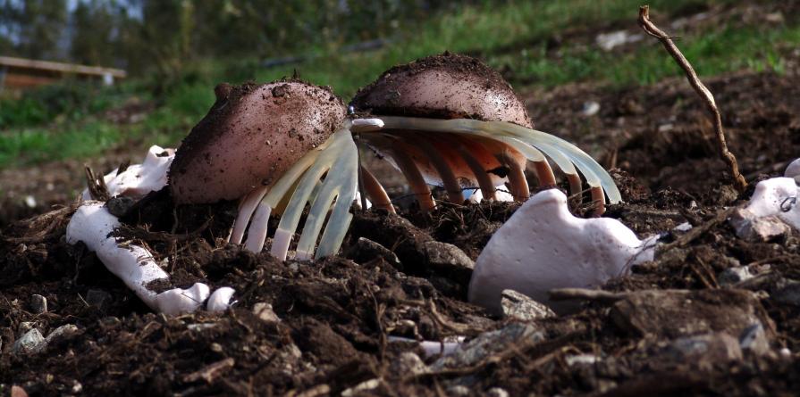 Raccolta differenziata