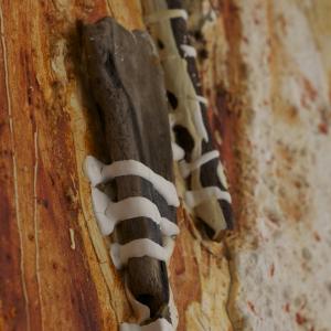 particolare ---DICIASETTE 18 SCIROCCO 115X115 particolare ---DICIASETTE 18 SCIROCCO 115X115