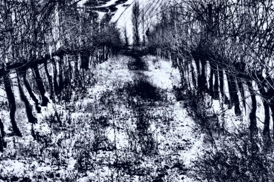 Neve nel vigneto ( Snow in the vineyard ) 