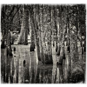 MAD ON PAPER fotografia incisione e pittura “Sulla scala rossa de La Feltrinelli” Paolo PETRIGNANI “ll Parco del Circeo. Immagini di storia, natura e mito” photo exhibition