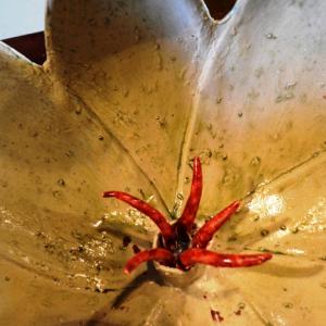 FIORI IN VILLA al CLUB MERIDIANA DI MODENA