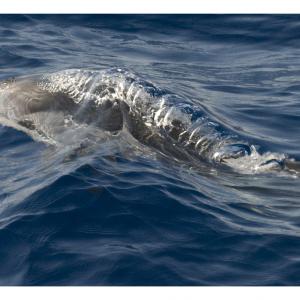 "mare rumore e silenzi"