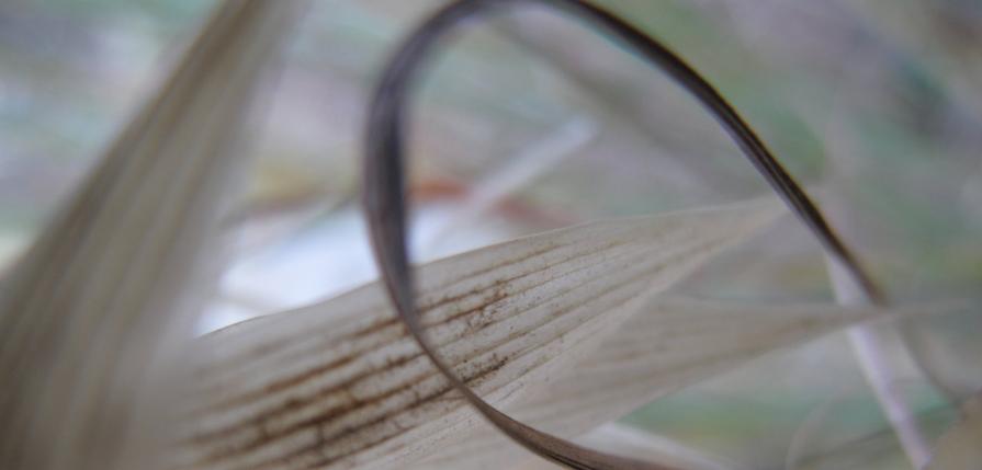 frOm The Opal Valley Pure Fa Aria