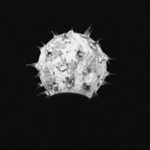 hairy light under a black sky 1 