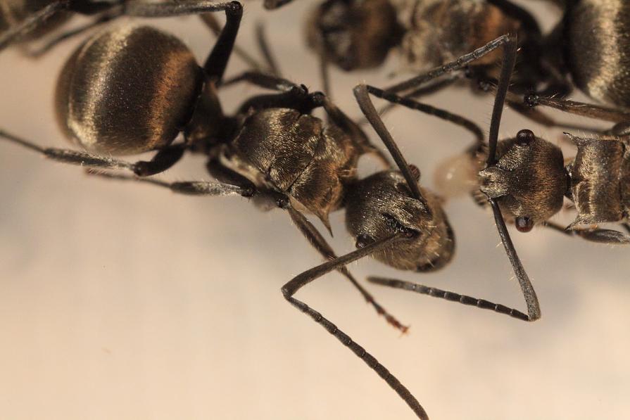 Ant is artist/Whispering