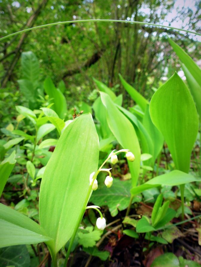 Joyeux premier mai,Buon 1 maggio,Happy May 1st