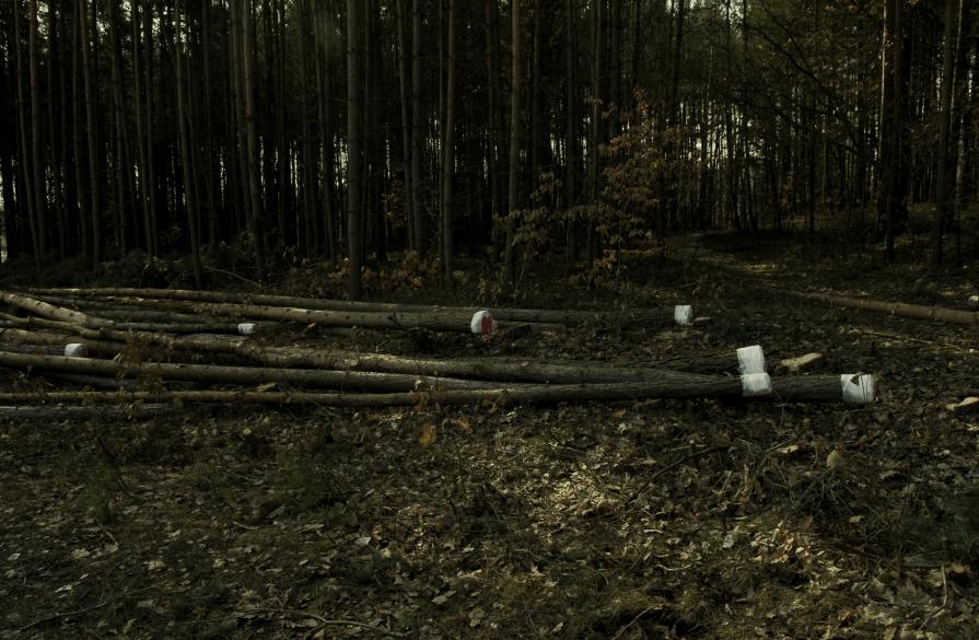 trees are humans also