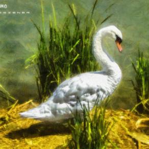 The Grace of The Swan-1