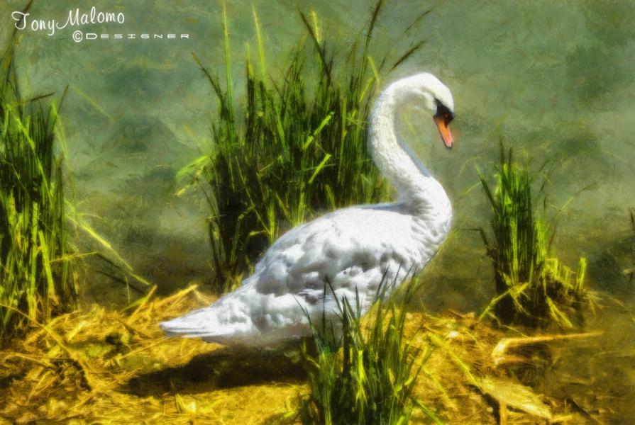 The Grace of The Swan-1
