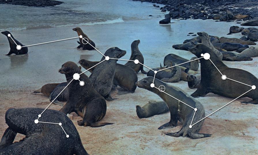 Costellazione delle Galapagos