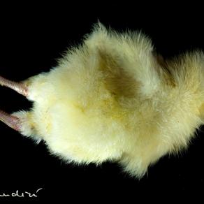 male chicks 