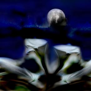 i fiori di VALENTINA