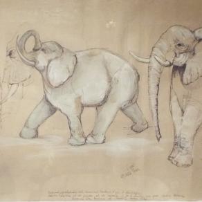 Elefanti-il pensiero e la forza