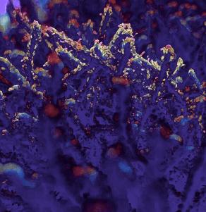 Groviglio di Luce e Tenebra