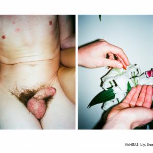 Lily, Stamens Lily, Stamens