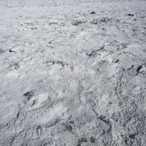 'MORE THAN EVER_a change of plan (salt plain 12)'