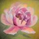 Peonia PINK - sfondo oro