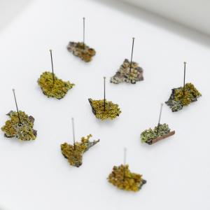 operetta vegetale operetta vegetale