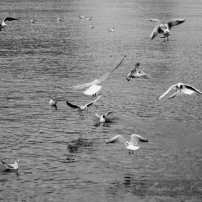 Gabbiani al porto antico