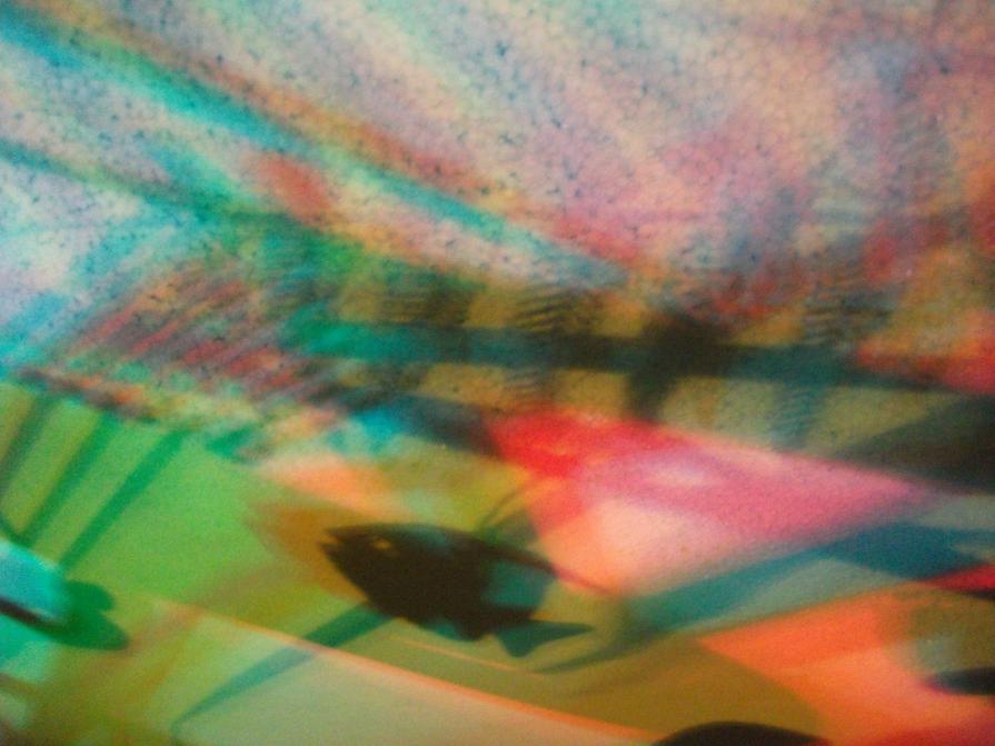 I colori della biodiversità -2015