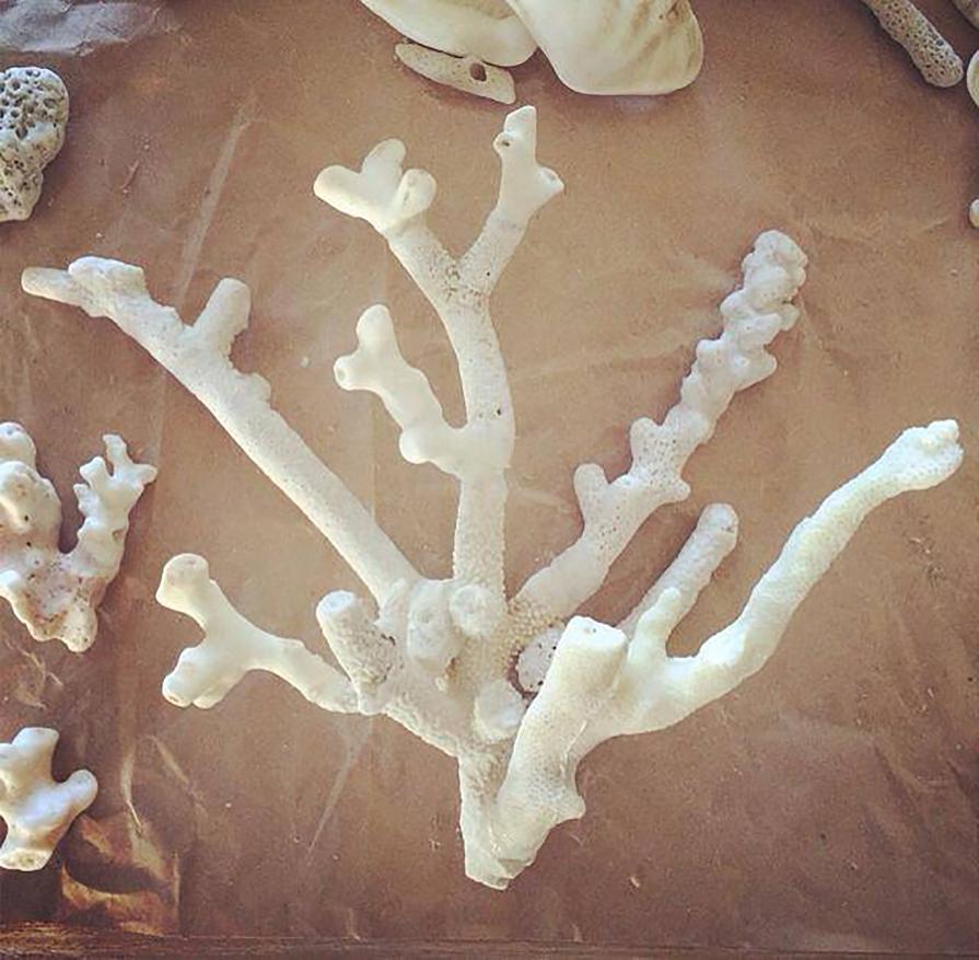 Memento Corallium- bringing the ocean together