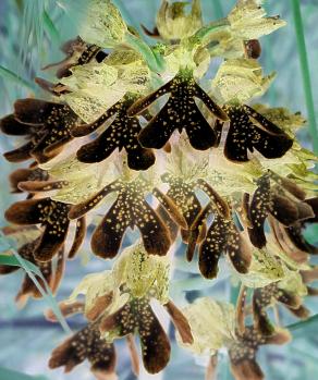 Cuccioli di Elohim con il Pisellino di Fuori