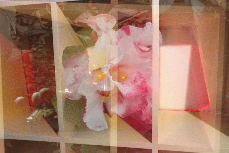 Sideways-camellia heads up