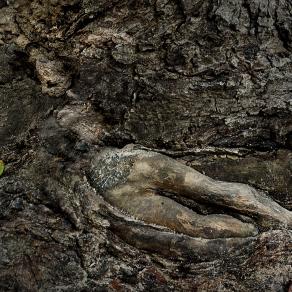 Dryads - tree spirits.