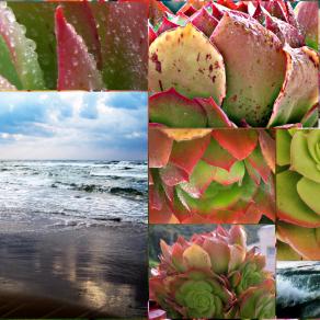 Succulents@Ocean 