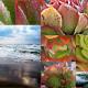 Succulents@Ocean Succulents@Ocean