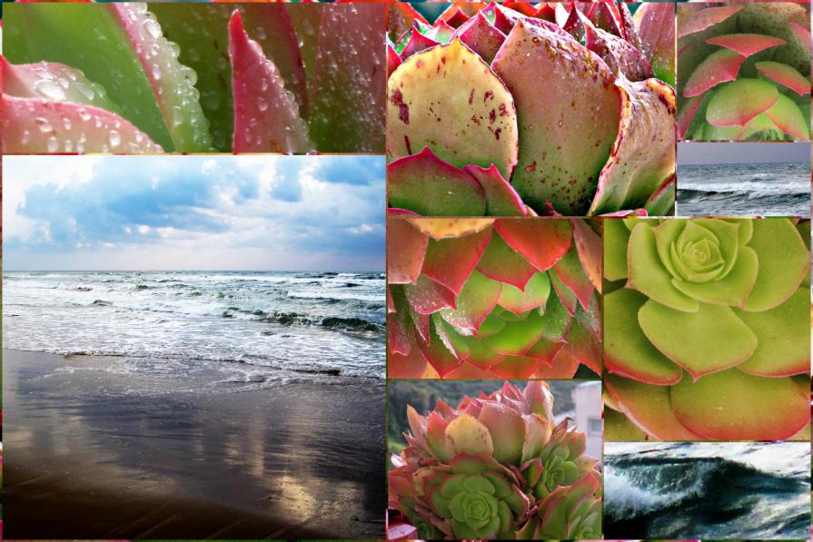 Succulents@Ocean 