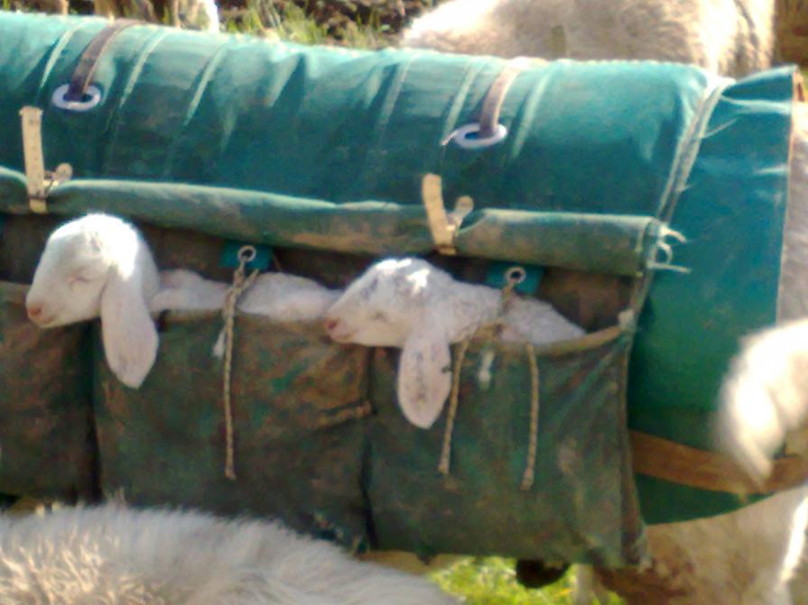 Un simpatico modo di viaggiare