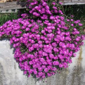 A VOLTE BASTA UN FIORE...