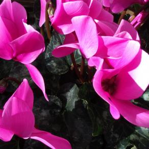 A VOLTE BASTA UN FIORE...