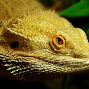 Oliver ( Drago barbuto del deserto australiano )