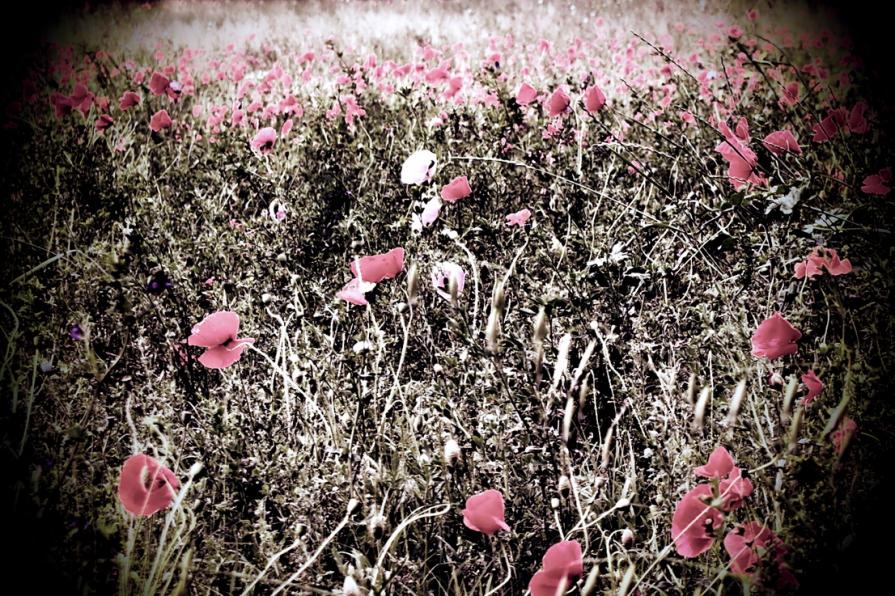 Papaveri tristi (Sad poppies) 