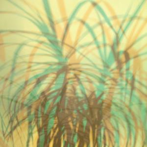 I colori della biodiversità -2015