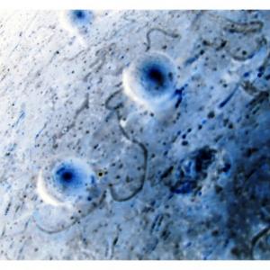 Micro e Macro Cosmos