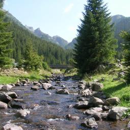 franca desilvestro Desilvestro