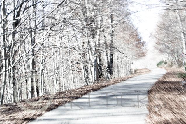 sfumature di sottobosco