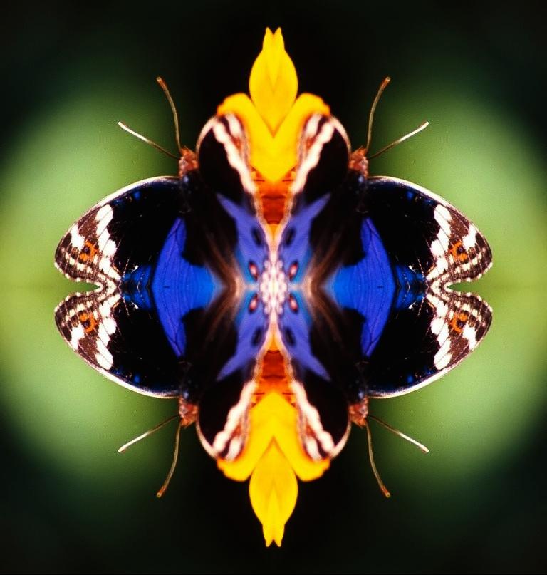 Profumo di una farfalla