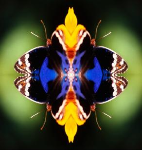 Profumo di una farfalla