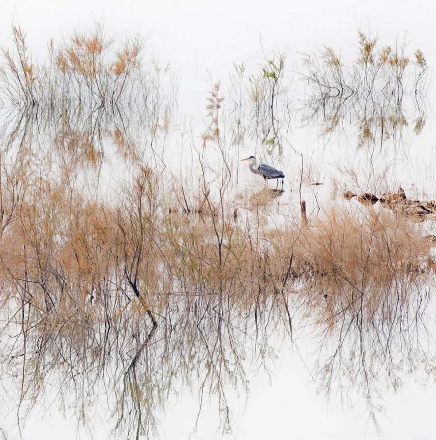 Heron in reeds