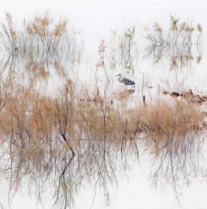 Heron in reeds