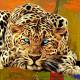 Leopardo