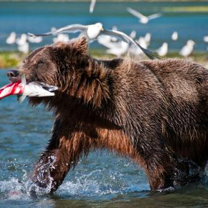 USA. Alaska 1/3. Forme di vita