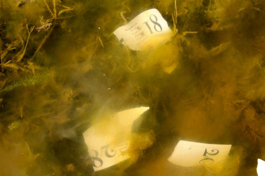 "non c'è vita che almeno per un attimo non sia stata immortale."