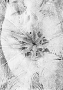 Federica Rugnone - Chair 