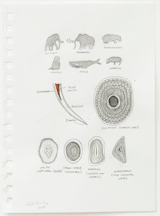 A small drawing from the Great Trading Project (Ivory)