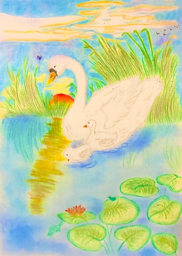 La maestosa grazia del cigno.